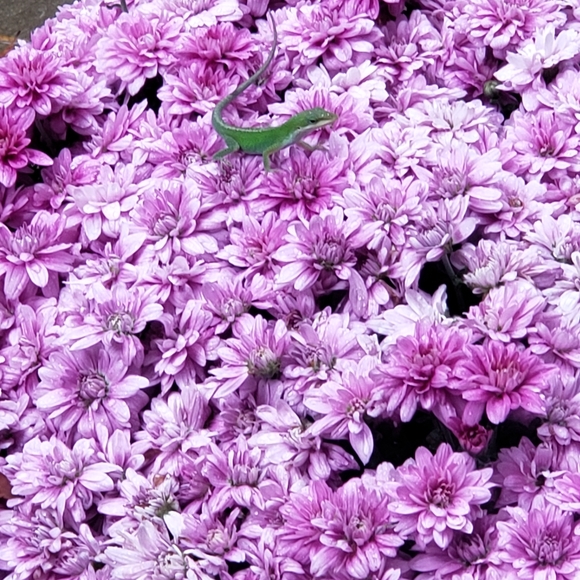 Meet your Posher, C - Picture 2 of 2